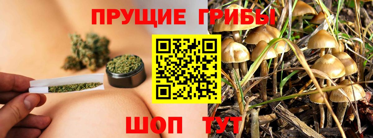 Галлюциногенные грибы Psilocybine cubensis Славгород